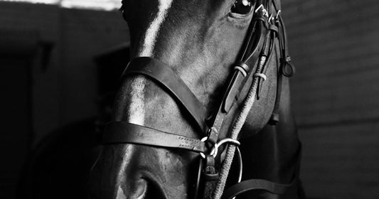 Why Is Horse Tack Called Tack?